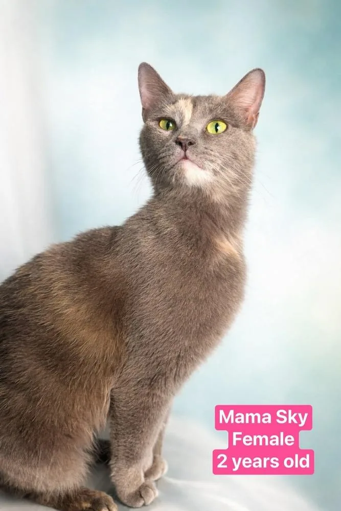 An adult medium-sized female Gray & White Calico cat named Sky for adoption in Manteca, CA