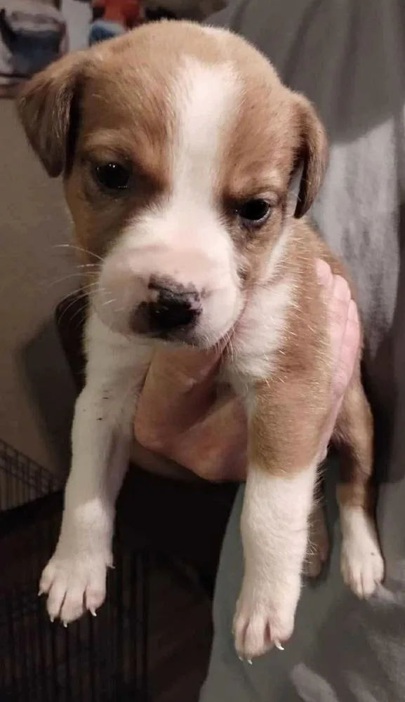 A baby small-sized male White / Cream Labrador Retriever dog named Wish for adoption in Poplar Grove, IL