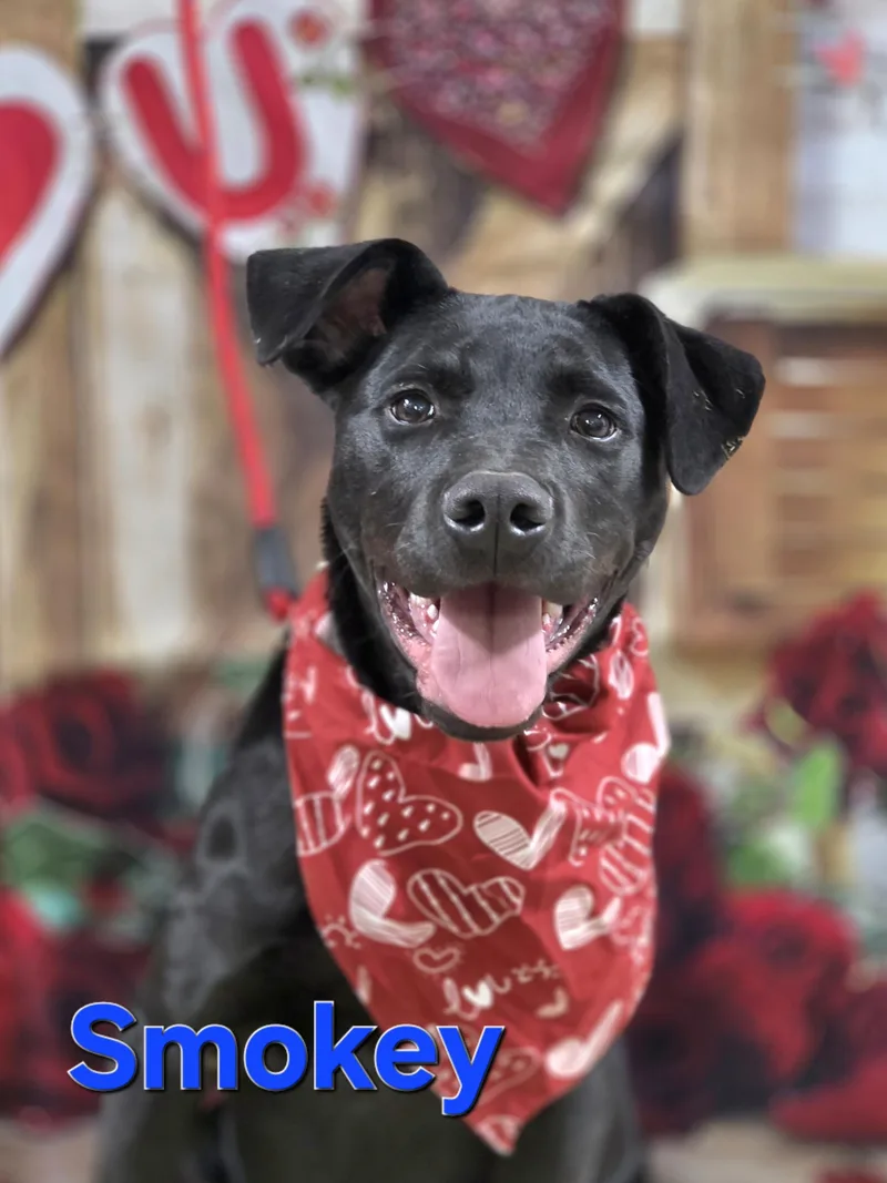 A young medium-sized male Black Labrador Retriever dog named Smokey for adoption in Walthill, NE