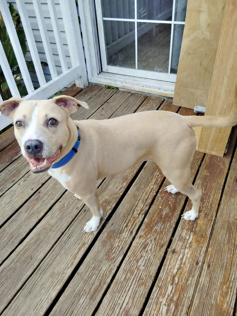A young medium-sized male American Staffordshire Terrier dog named Stanley for adoption in Paramus, NJ