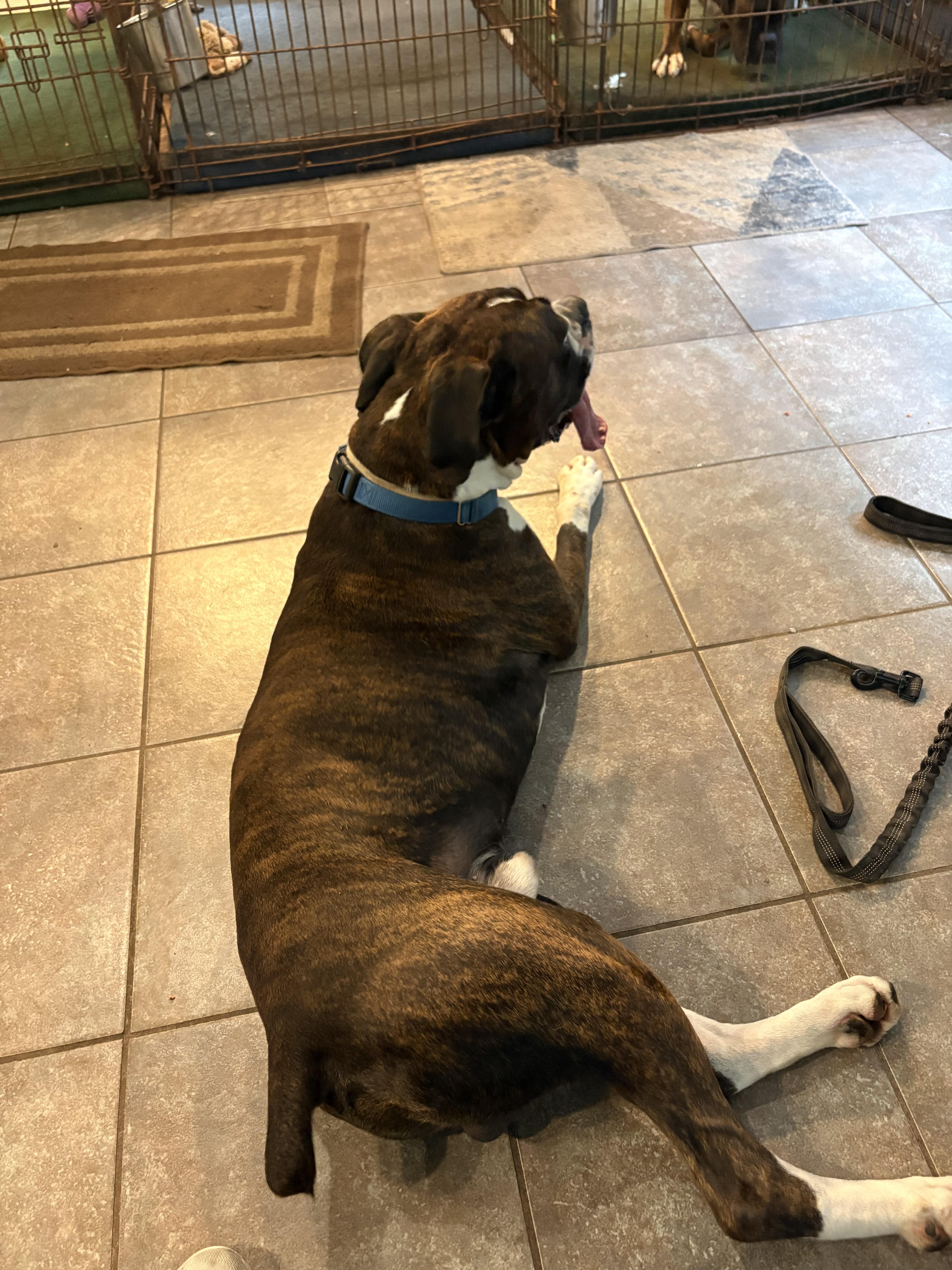An adult large-sized male Boxer dog named Buddy for adoption in Middlesex, NJ