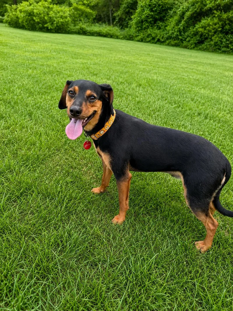A young medium-sized male Chihuahua dog named Bryson for adoption in Nashville, TN