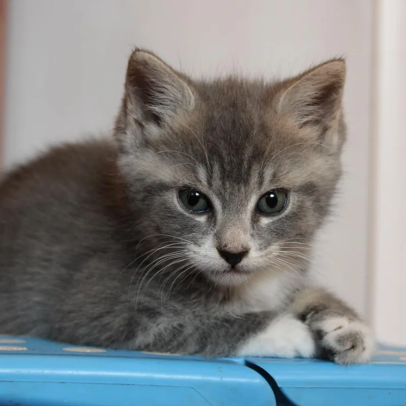 Pepper thumbnail 2