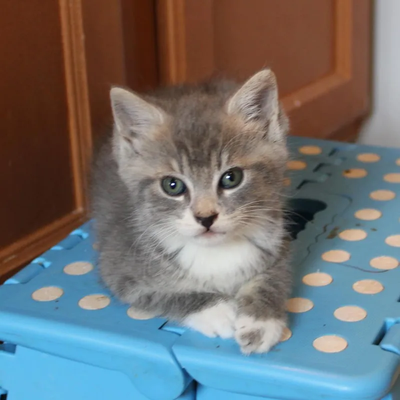Pepper thumbnail 3