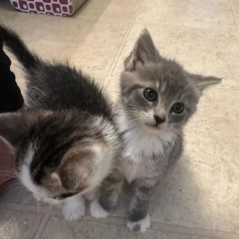 Pepper thumbnail 4