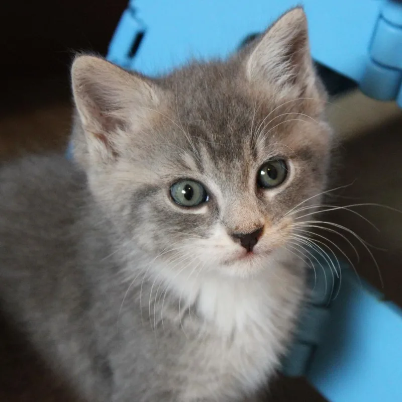 Pepper thumbnail 5