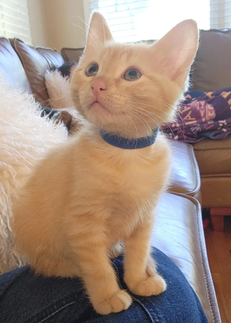 Bowie