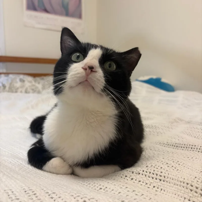 An adult large-sized male Black Domestic Short Hair cat named Ellis for adoption in Evanston, IL