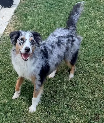 A young medium-sized male Australian Shepherd dog named Apple Jacks for adoption in Arlington, TX