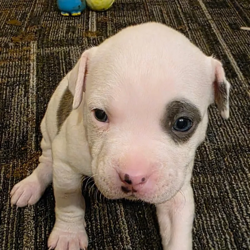 Cassiopeia Stardust  Local