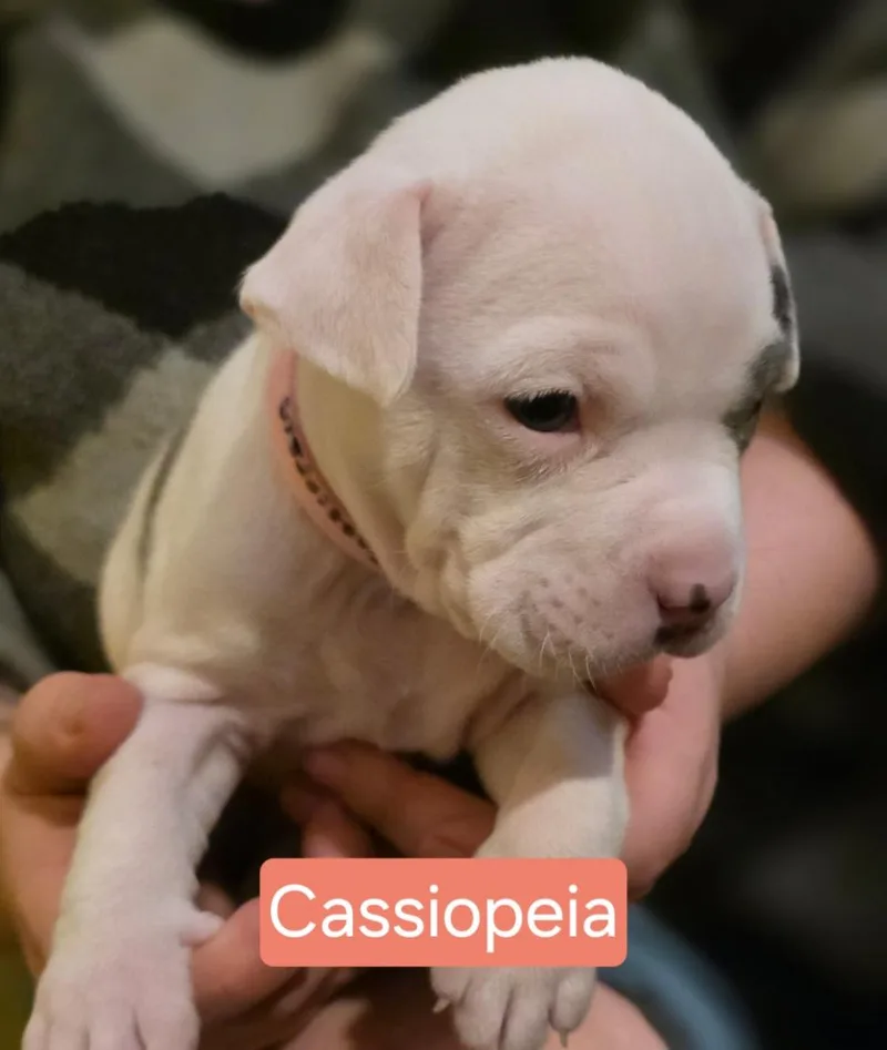 Cassiopeia Stardust  Local thumbnail 3