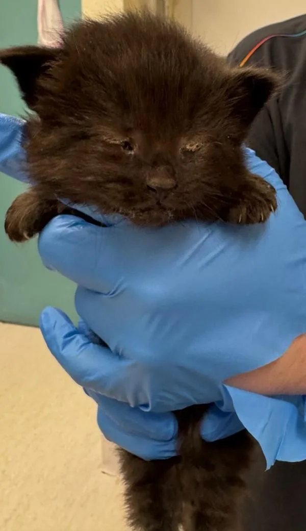A baby medium-sized male Domestic Short Hair cat named Aiden for adoption in Silverdale, WA
