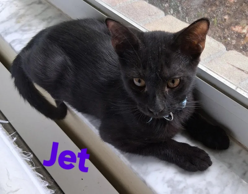 A young medium-sized male Domestic Short Hair cat named Jet for adoption in Longwood, FL