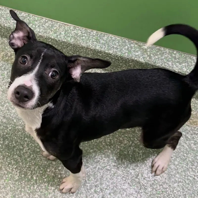 A young small-sized male Black Terrier dog named Tobias for adoption in Calverton, NY
