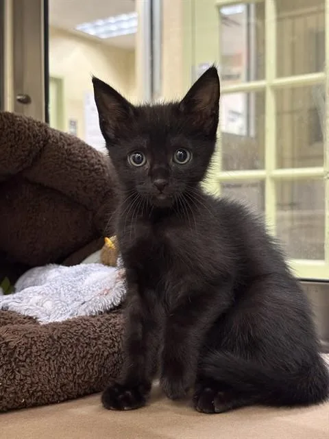 A baby small-sized female Domestic Short Hair cat named Sabrina for adoption in Fort Myers, FL