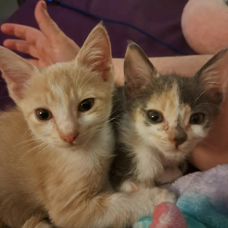 A baby small-sized male Domestic Short Hair cat named Benji for adoption in queen creek, AZ