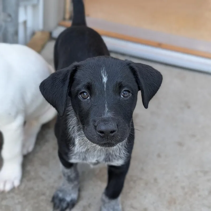 A young medium-sized female Australian Cattle Dog / Blue Heeler dog named Halley for adoption in Fenton, MI