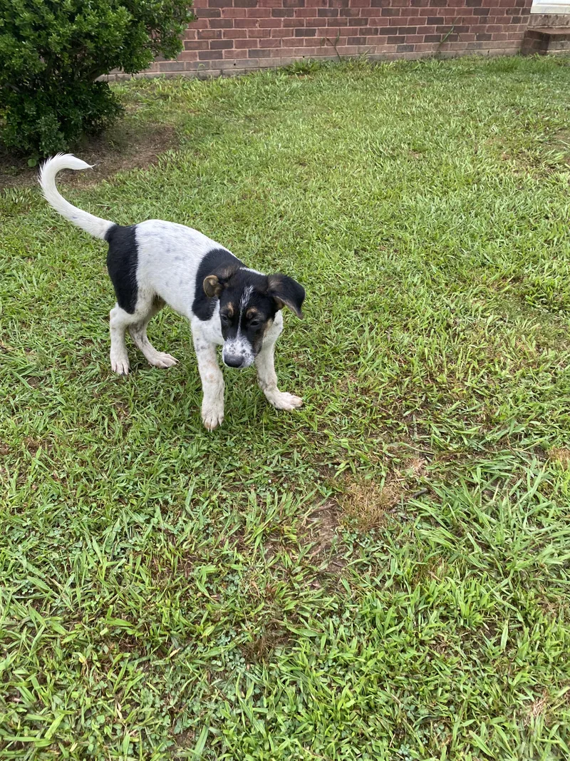 A baby medium-sized male Mixed Breed dog named Bandit for adoption in Pembroke, MA