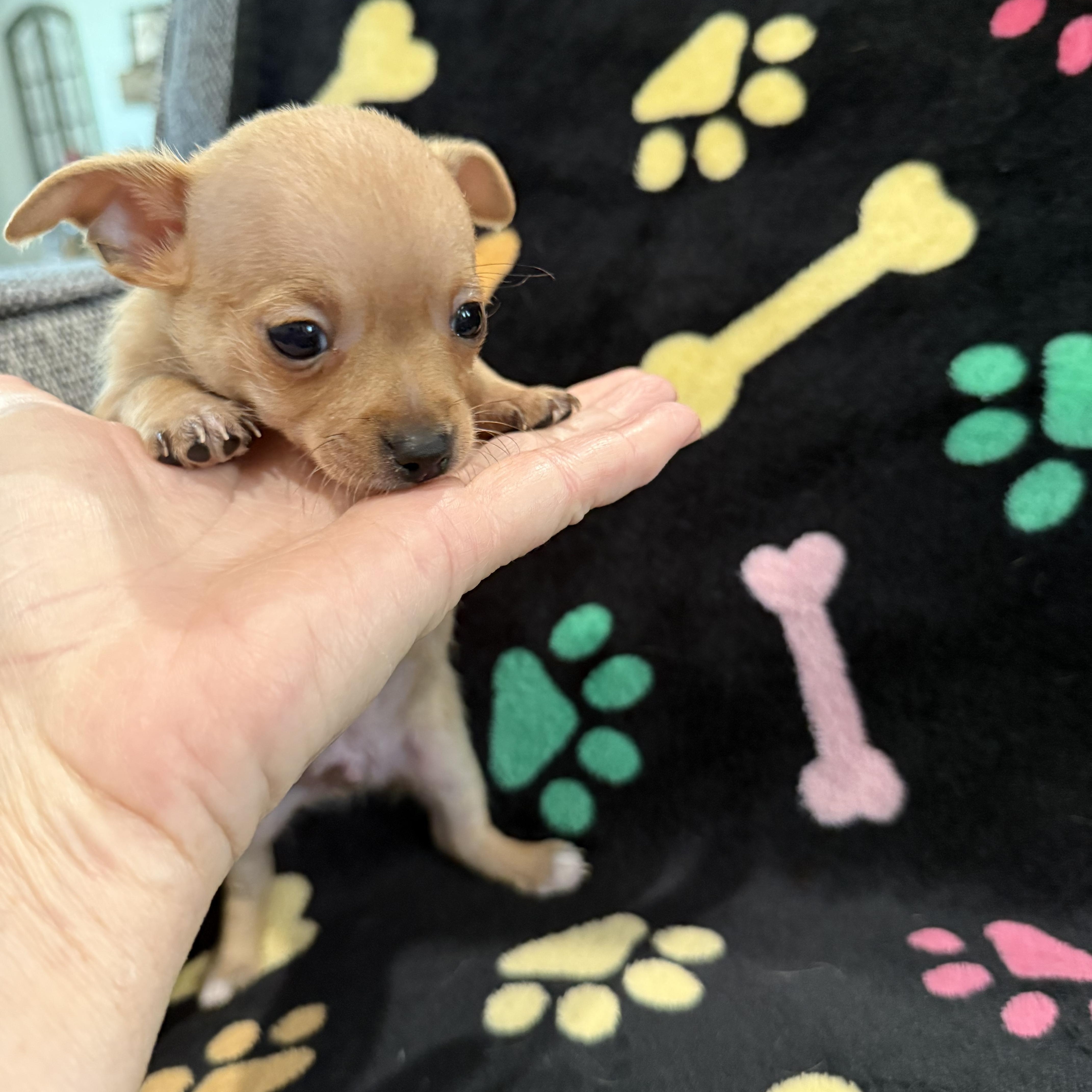 A baby small-sized male Chihuahua dog named Colby Jack for adoption in Liverpool, TX