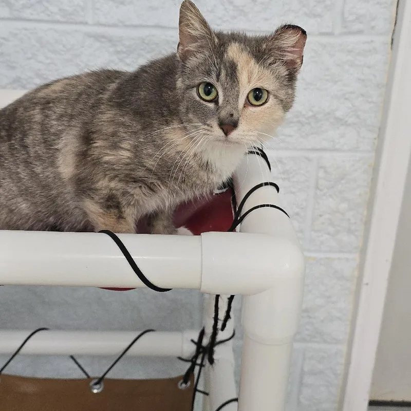 A young medium-sized female Tortoiseshell Domestic Short Hair cat named Harley Quinn for adoption in Yanceyville, NC