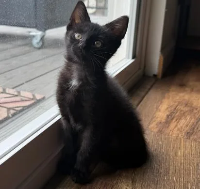 A baby small-sized female Domestic Short Hair cat named Eclair for adoption in Colorado Springs, CO