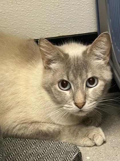 A senior small-sized female Domestic Short Hair cat named Inky for adoption in West Chester, PA