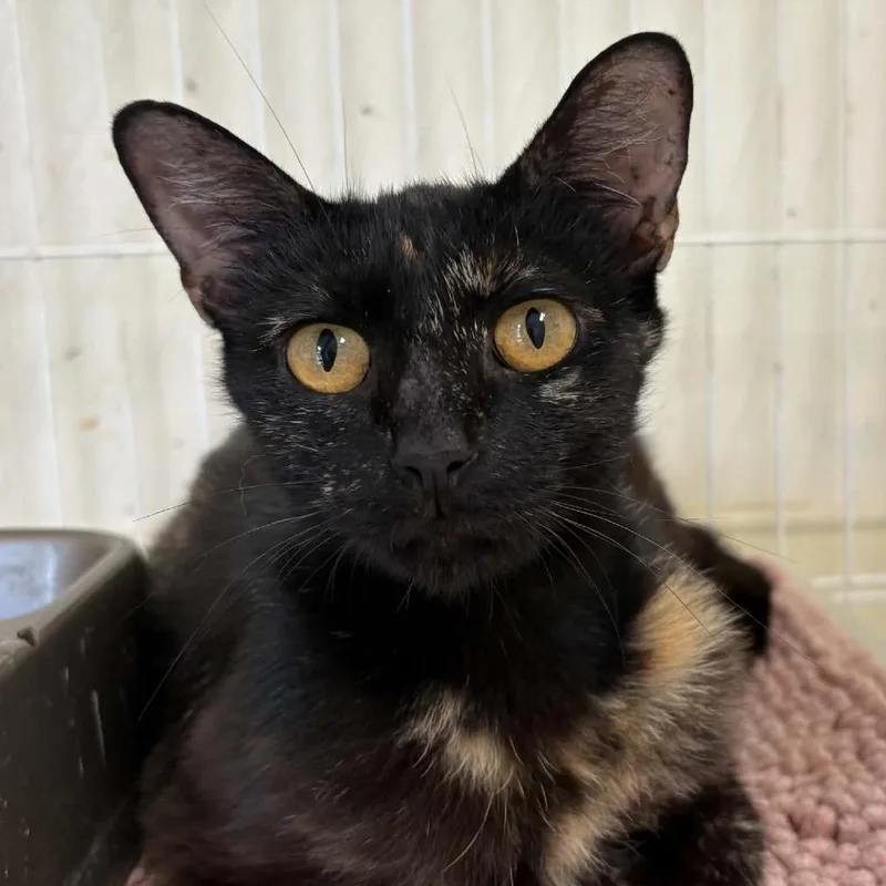 A young medium-sized female Tortoiseshell Domestic Short Hair cat named Petunia for adoption in Columbia, MO