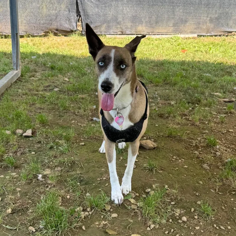 An adult medium-sized female Brown / Chocolate Mixed Breed dog named Luna Belle for adoption in Blue Ridge, GA