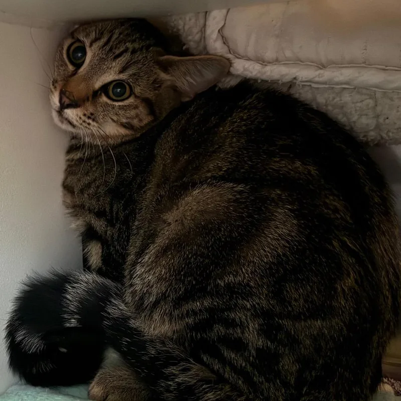 A young medium-sized female Domestic Short Hair cat named Maple for adoption in Cedaredge, CO