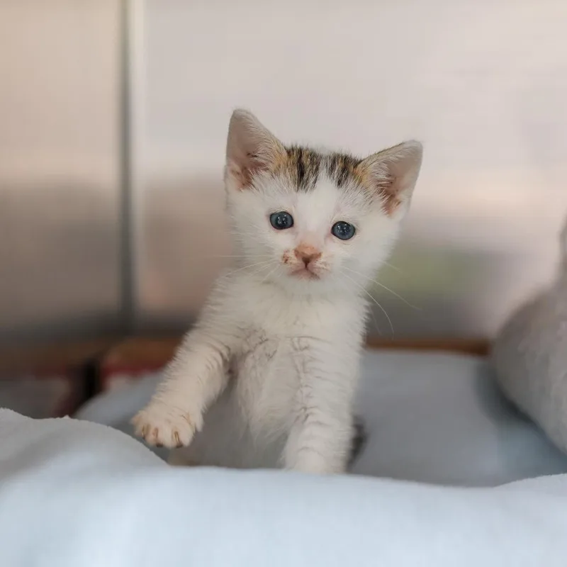 A baby small-sized male Snowshoe cat named Lalo for adoption in Los Angeles, CA