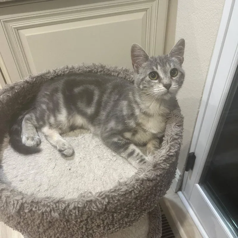 An adult small-sized female Gray / Blue / Silver Domestic Short Hair cat named Iris for adoption in Fresno, CA
