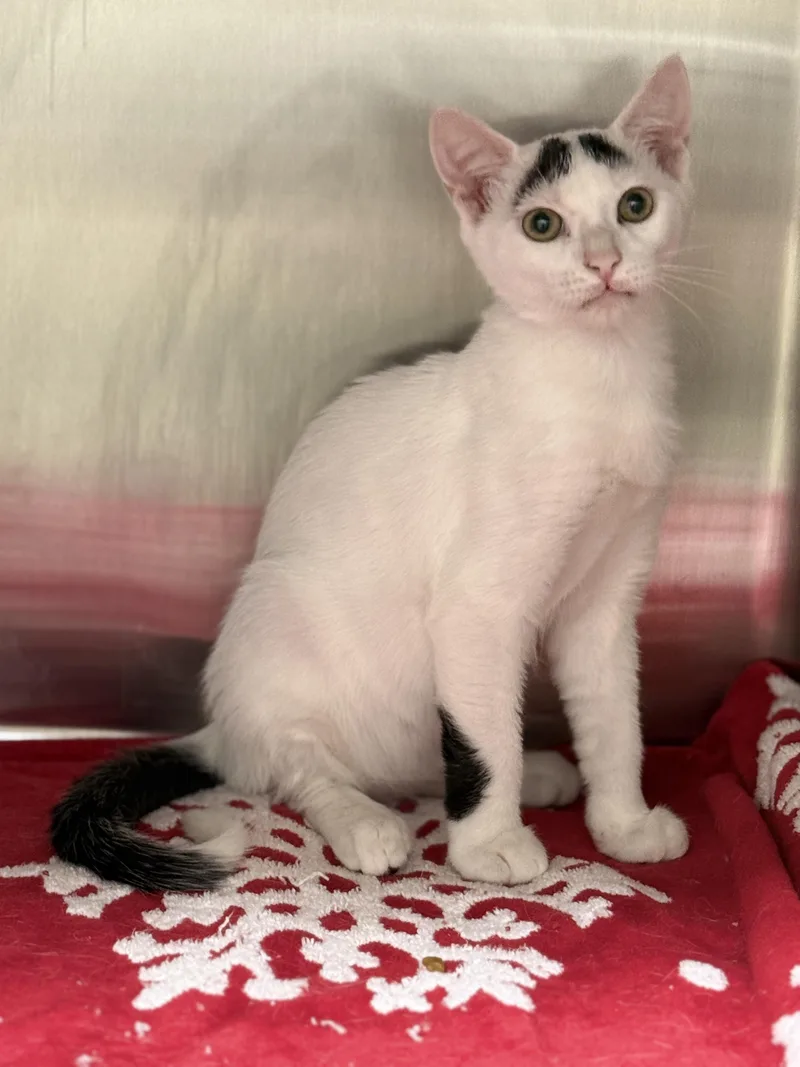 A baby medium-sized male White Domestic Short Hair cat named Billy Bob for adoption in Pawleys Island, SC