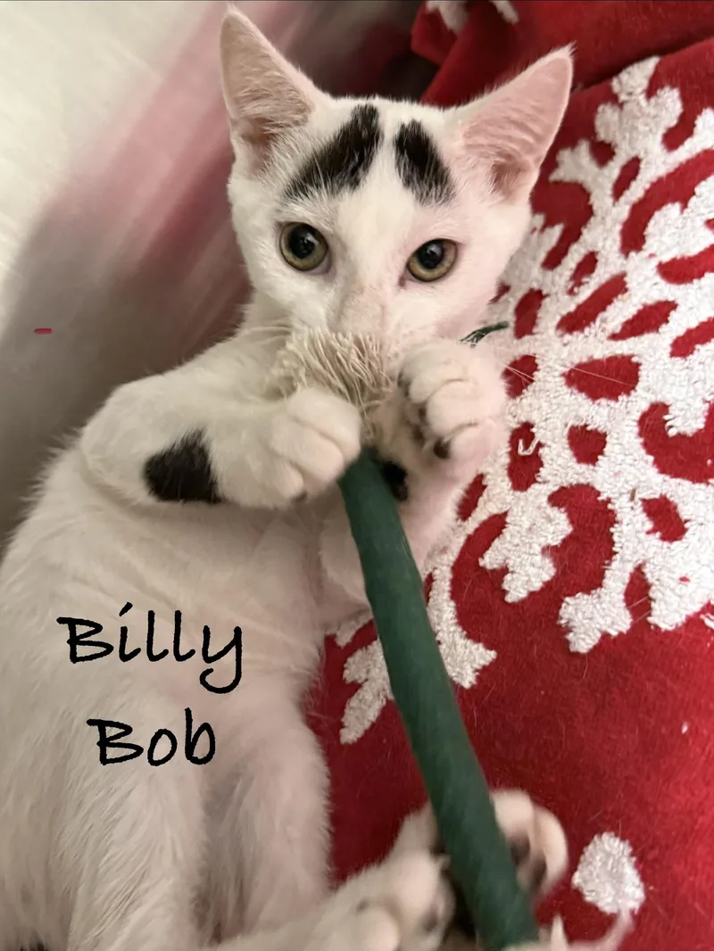 Billy Bob thumbnail 3