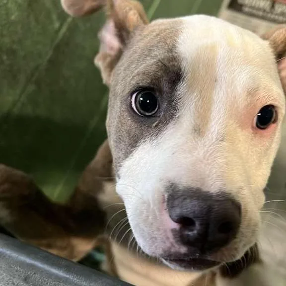 A baby small-sized male White / Cream Mixed Breed dog named Phineas for adoption in Gadsden, AL