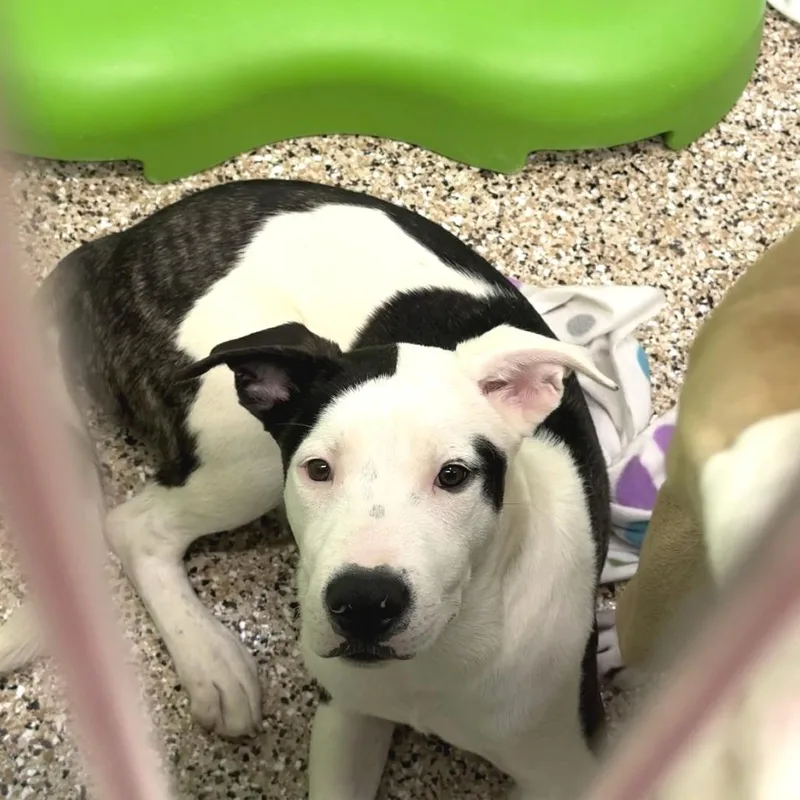 A young medium-sized male White / Cream Akita dog named Jack for adoption in Bullhead City, AZ