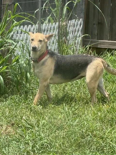 A young large-sized female German Shepherd Dog dog named Lori for adoption in Houston, TX