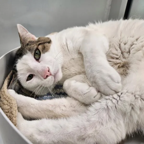 An adult medium-sized male Domestic Short Hair cat named Sheldon for adoption in Des Moines, IA