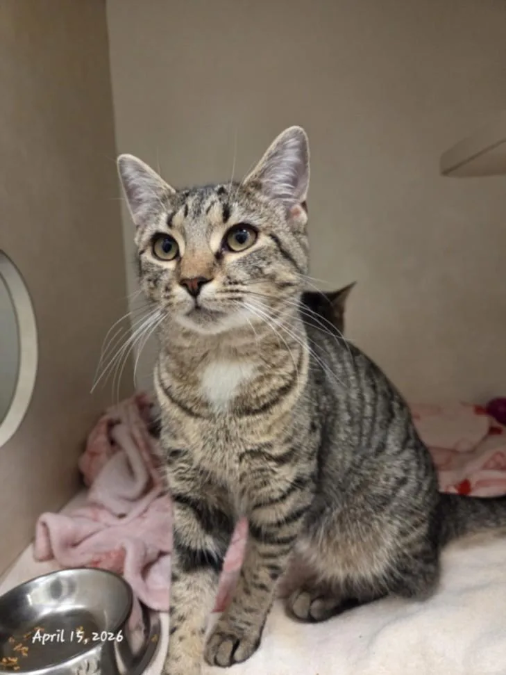 A young small-sized female Domestic Short Hair cat named Strawberry for adoption in Hagerstown, MD