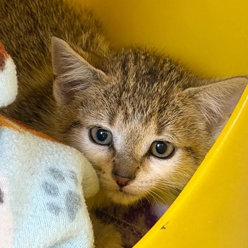 A baby small-sized female Brown / Chocolate Domestic Short Hair cat named Pencil Sharpener for adoption in Waukesha, WI
