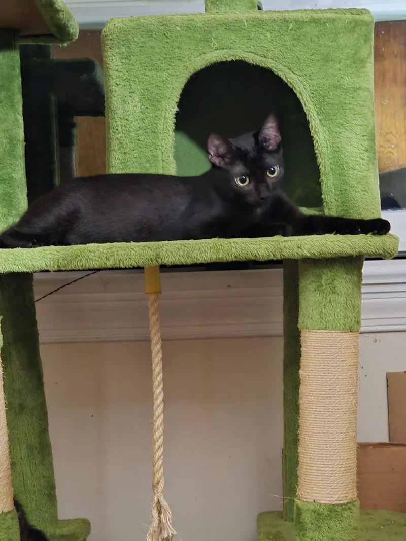 A baby small-sized female Black Domestic Short Hair cat named Poppy for adoption in Warminster, PA