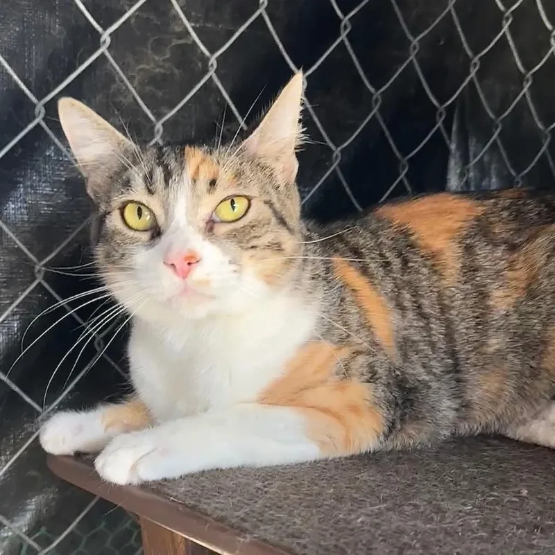An adult medium-sized female Domestic Short Hair cat named Tasha for adoption in Cambria, CA