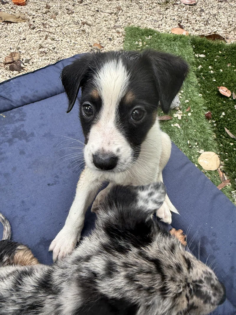 A baby medium-sized male Terrier dog named Tommy for adoption in Miami, FL