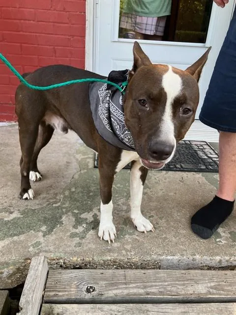 A young medium-sized male Mixed Breed dog named Toby for adoption in Dallas, TX