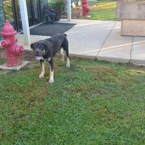 A baby large-sized female Black Cane Corso dog named Clare for adoption in Jackson, LA