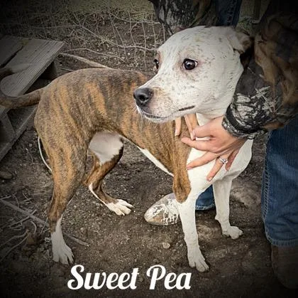 Sweet Pea