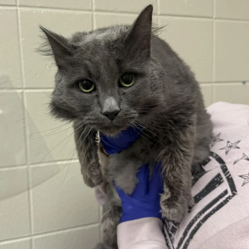 A senior medium-sized female Domestic Medium Hair cat named Kitsey for adoption in Kearney, NE