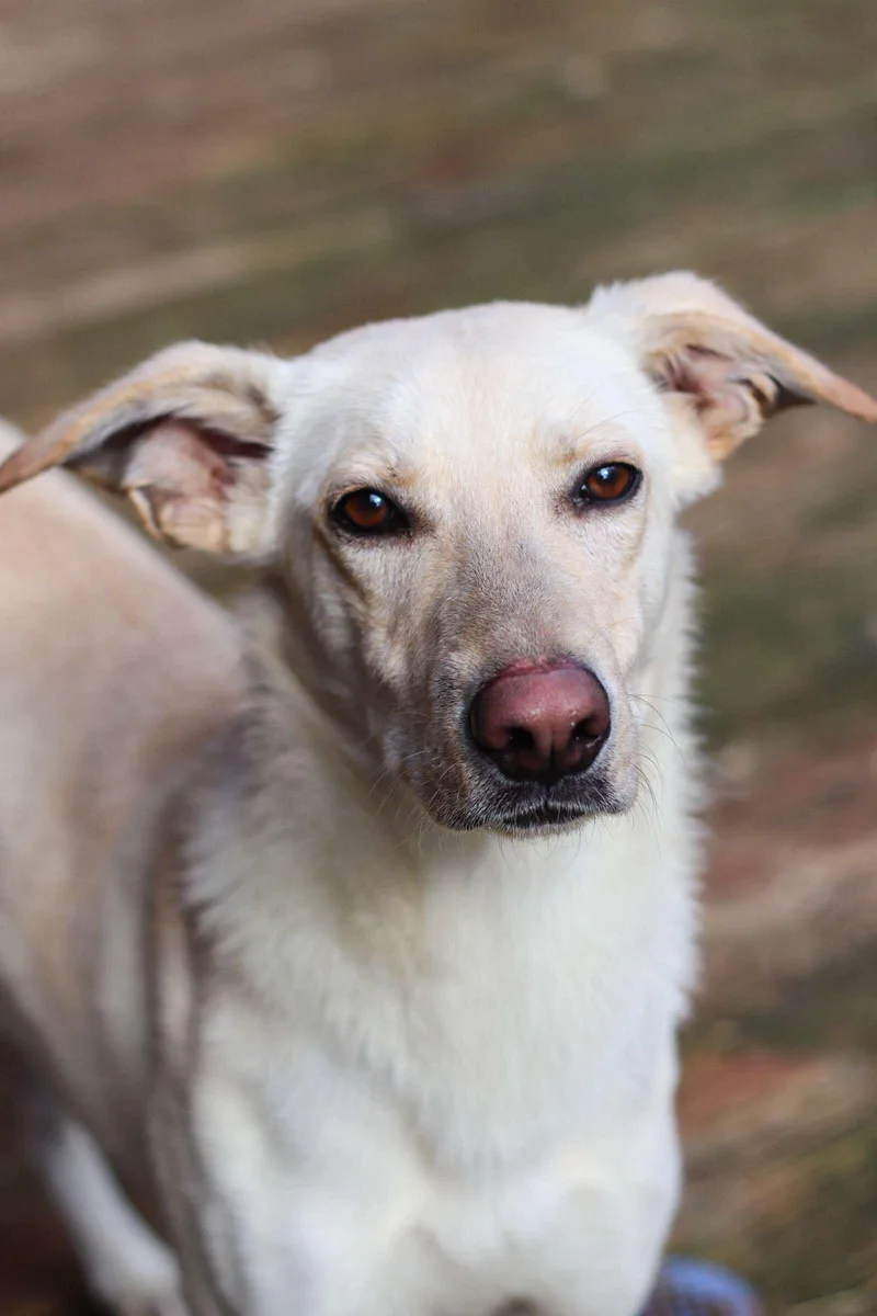 A young medium-sized male Labrador Retriever dog named June Bug for adoption in Toledo, OH