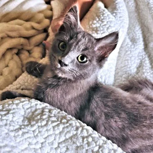 A baby medium-sized male Gray / Blue / Silver Domestic Long Hair cat named Johnny for adoption in Rutherfordton, NC