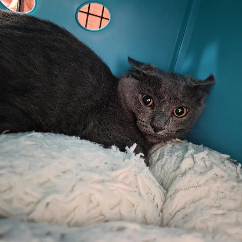 A young medium-sized female Gray / Blue / Silver Domestic Short Hair cat named Brody Dalle for adoption in Oshkosh, WI