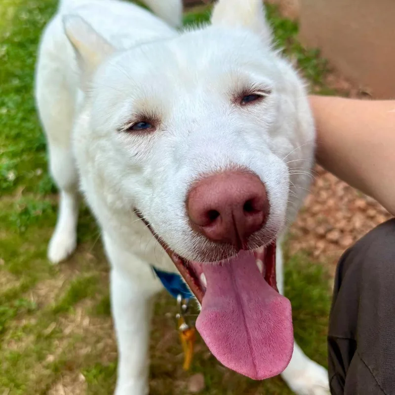 An adult medium-sized female White / Cream Siberian Husky dog named Cove for adoption in Novelty, OH